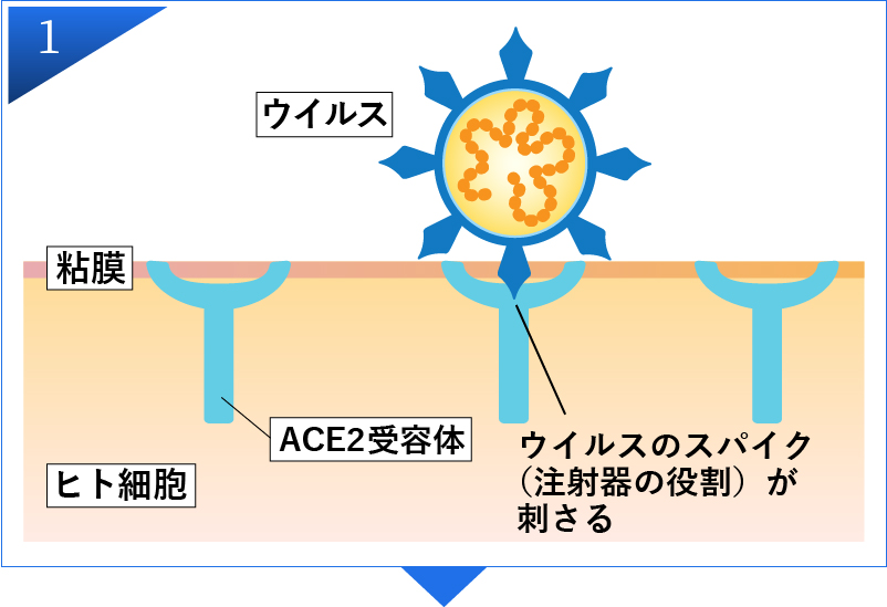 ウイルス感染の仕組み1