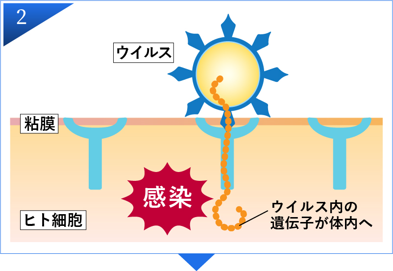 ウイルス感染の仕組み2