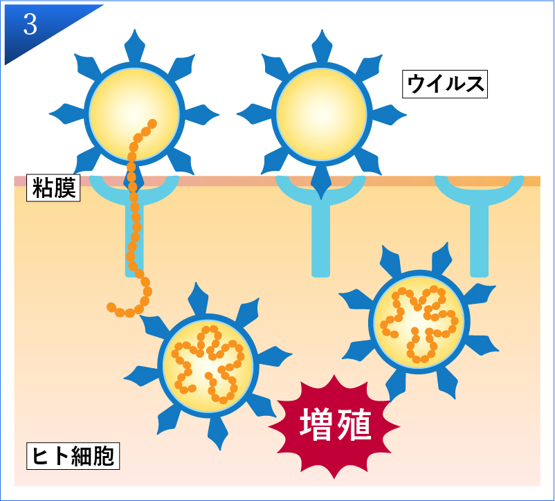 ウイルス感染の仕組み3