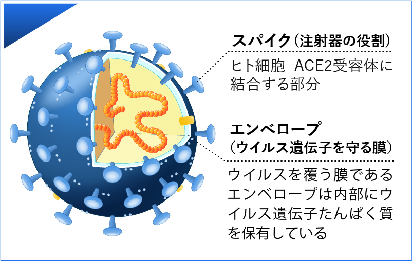 ウイルスの構造