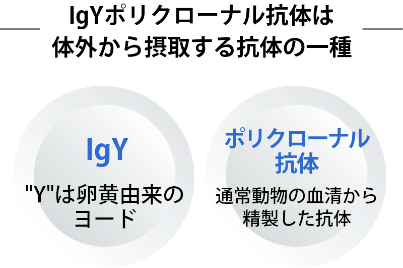 IgYの「Y」は卵黄由来のヨード、ポリクローナル抗体とは通常動物の血清から精製した抗体