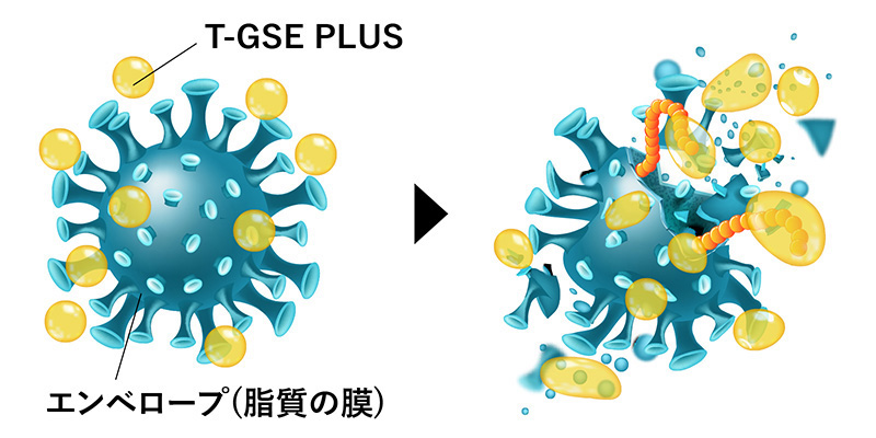ウイルスに対するT-GSE PLUSの効果