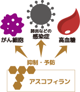 アスコフィランHSイメージ